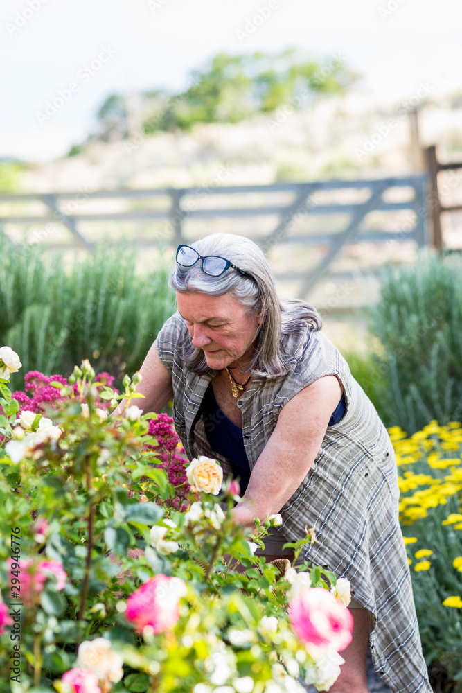 Senior woman pruning roses in her garden Senior woman pruning roses in her garden