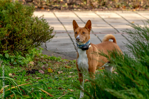 Dog with an electronic collar for a walk.