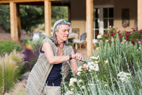 Senior woman pruning roses in garden