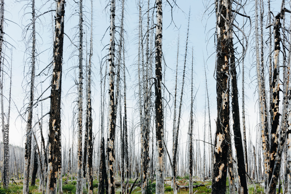 A previously burnt subalpine forest rebounds in summer with lodgepole pine and a variety of wildflowers, yarrow, aster, arnica and corn lily. ,Lodgepole pine forest A previously burnt subalpine forest rebounds in summer with lodgepole pine and a variety of wildflowers, yarrow, aster, arnica and corn lily. ,Lodgepole pine forest