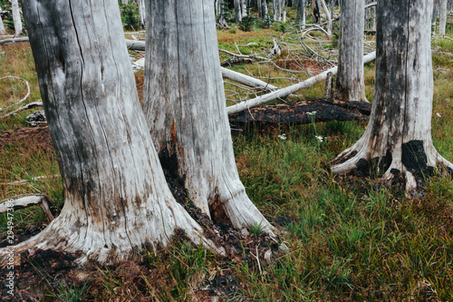 A previously burnt subalpine forest rebounds in summer with lodgepole pine and a variety of wildflowers, yarrow and woodrush.,Lodgepole pine forest photo