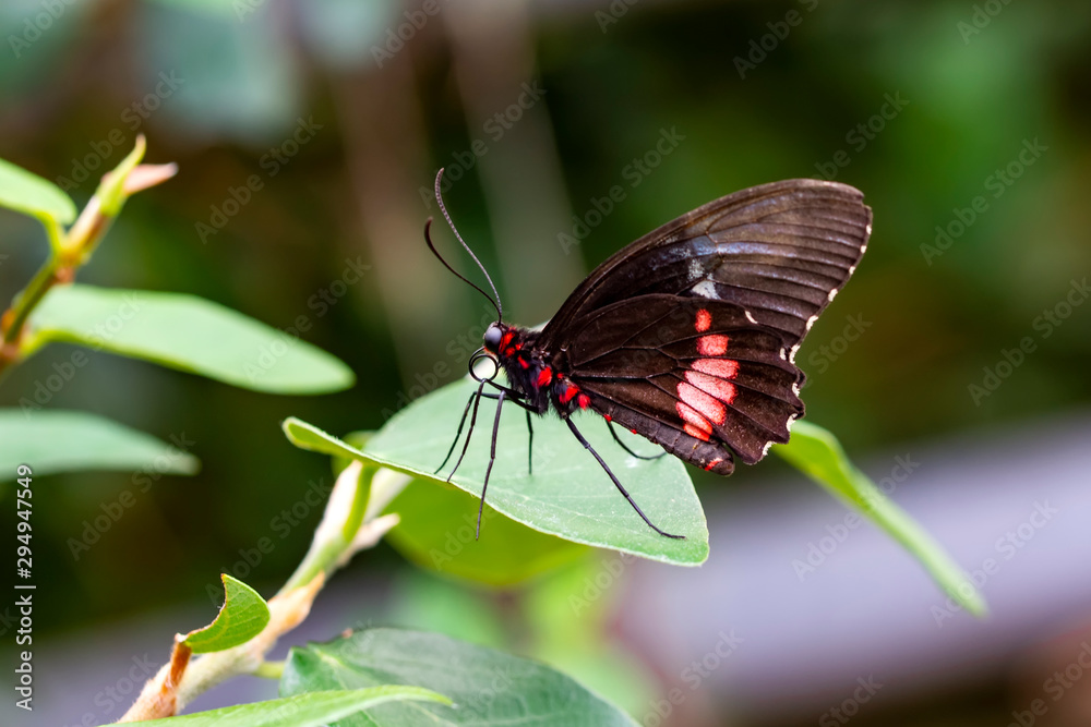 Fototapeta premium Closeup Common Mormon, Papilio polytes, beautiful butterfly in a summer garden