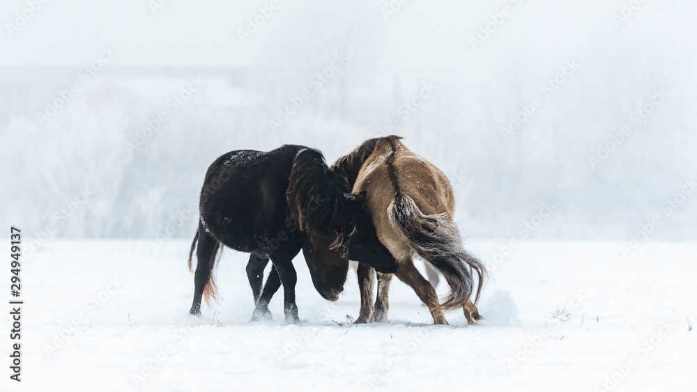 Wild Horses in winter during fog. Wild Horses in winter during fog.
