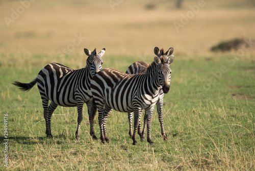 Zebras at Masai Mara grassland  Kenya