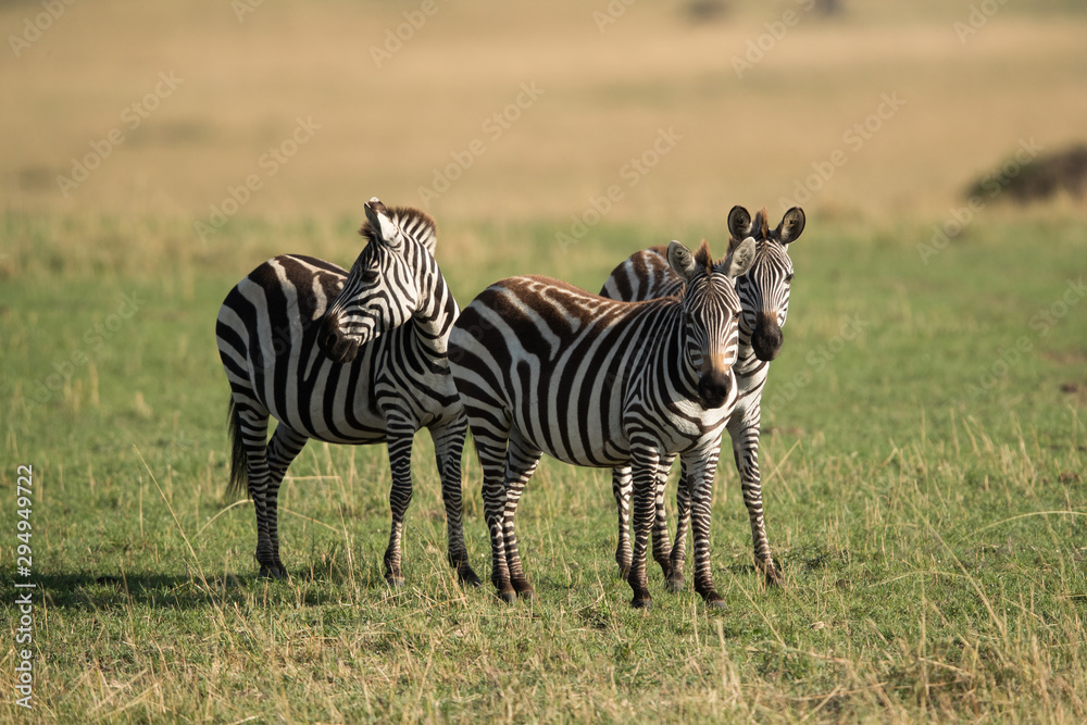 Zebras at Masai Mara grassland, Kenya Zebras at Masai Mara grassland, Kenya