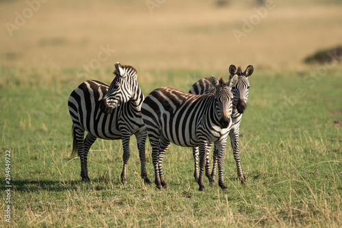 Zebras at Masai Mara grassland  Kenya