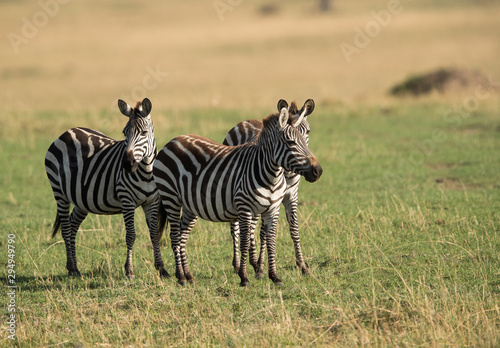 Zebras at Masai Mara grassland  Kenya