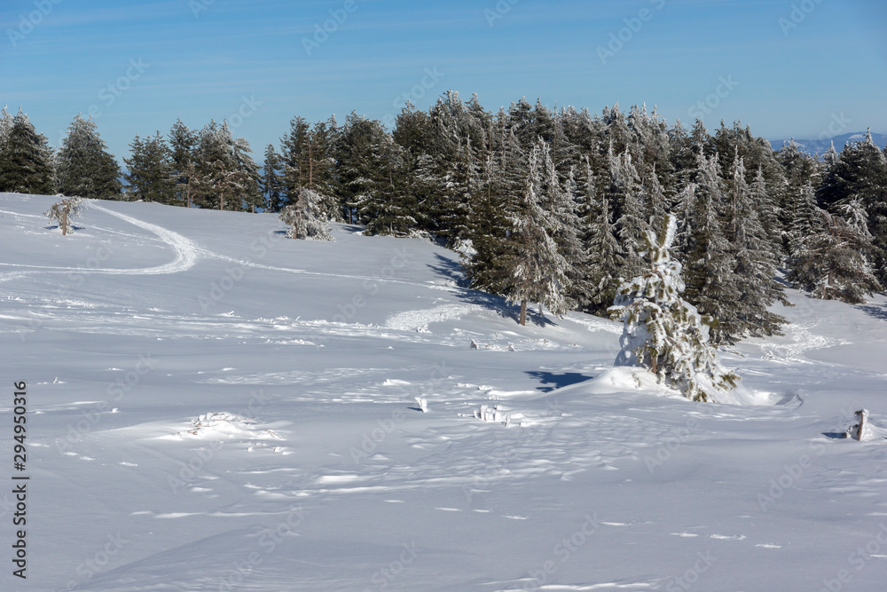 Winter Panorama of Vitosha Mountain, Bulgaria Winter Panorama of Vitosha Mountain, Bulgaria