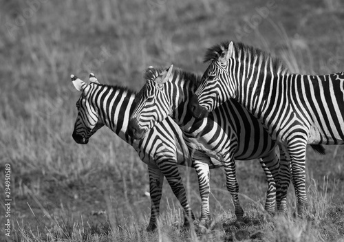 Zebras at Masai Mara grassland  Kenya