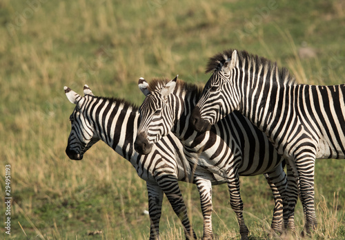 Zebras at Masai Mara grassland  Kenya