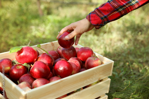 Young woman holding apple above crate outdoors, closeup