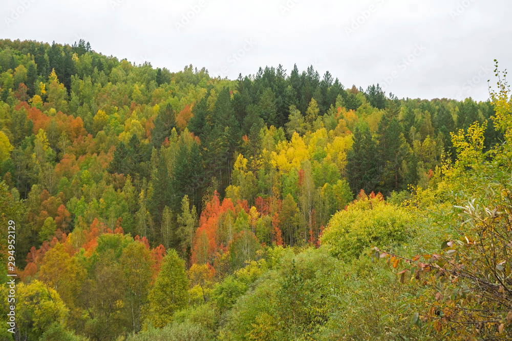 charming golden autumn in the mountain forest