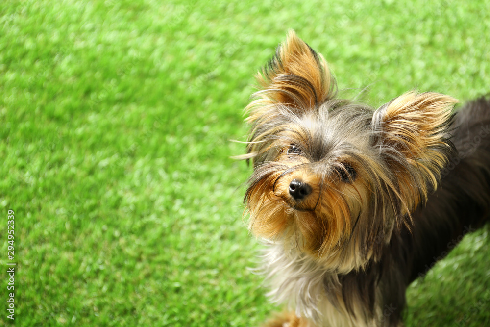 Adorable Yorkshire terrier on green grass, space for text. Cute dog Adorable Yorkshire terrier on green grass, space for text. Cute dog