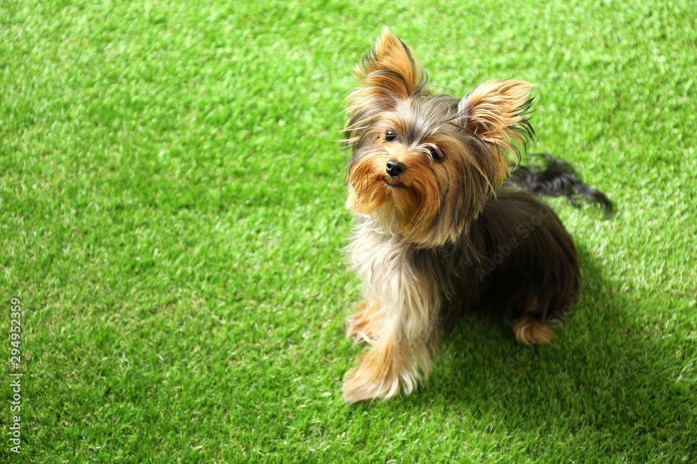 Adorable Yorkshire terrier on green grass, space for text. Cute dog - obrazy, fototapety, plakaty 