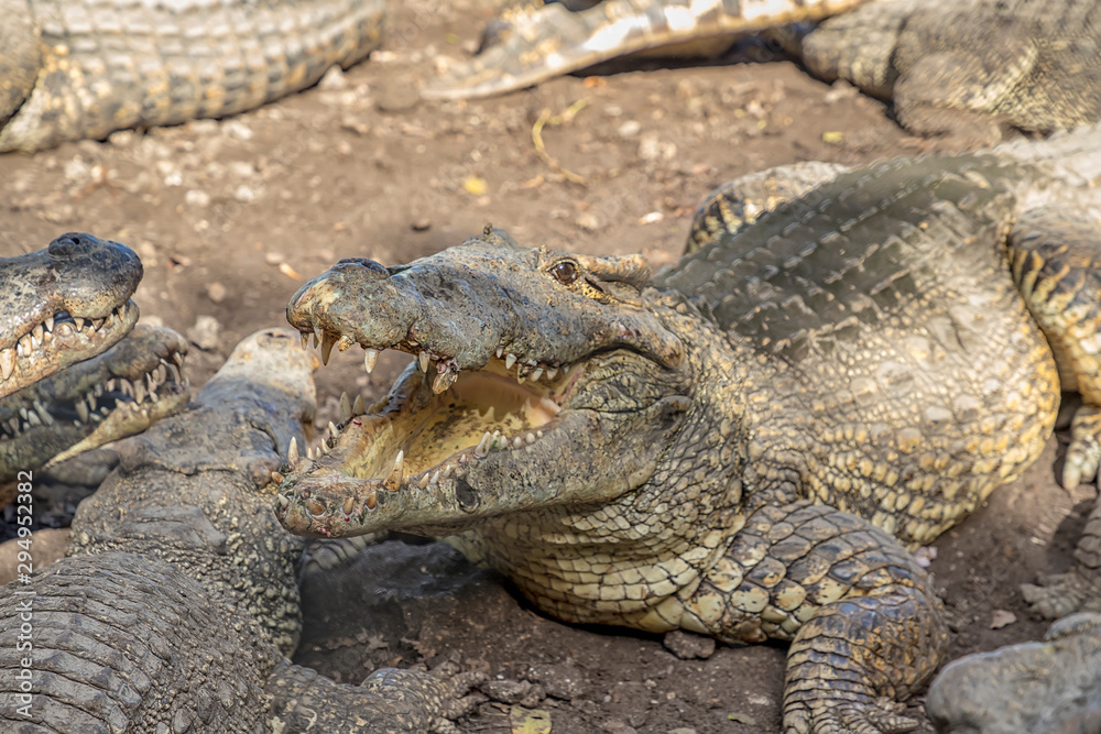 Beauty crocodile with open mouth on the shore. Close Up Beauty crocodile with open mouth on the shore. Close Up