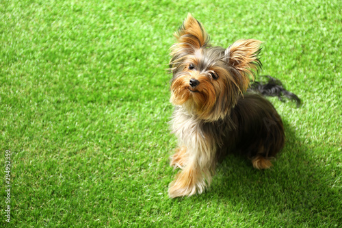 Adorable Yorkshire terrier on green grass, space for text. Cute dog
