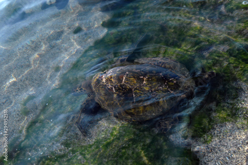 Beneath the Waves Sea Turtle