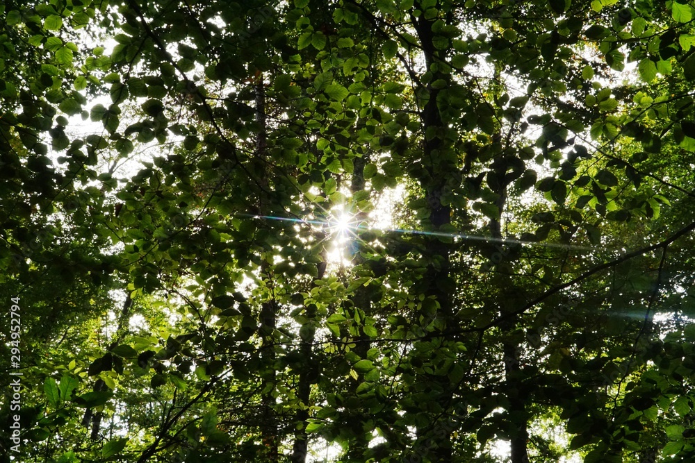 Fototapeta premium Die Sonne blinzelt durch die Bäume