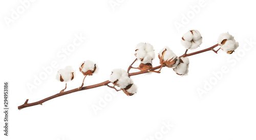 Beautiful fluffy cotton flowers on white background © New Africa