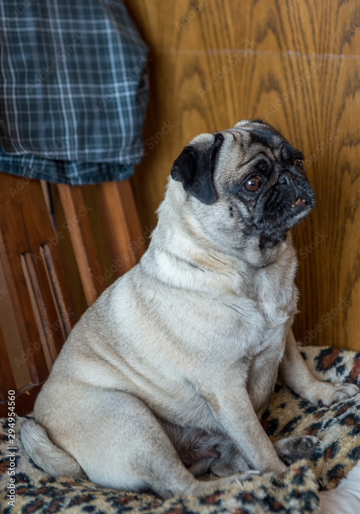 pug on a chair in the village