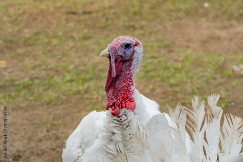 Poultry Turkey with white plumage