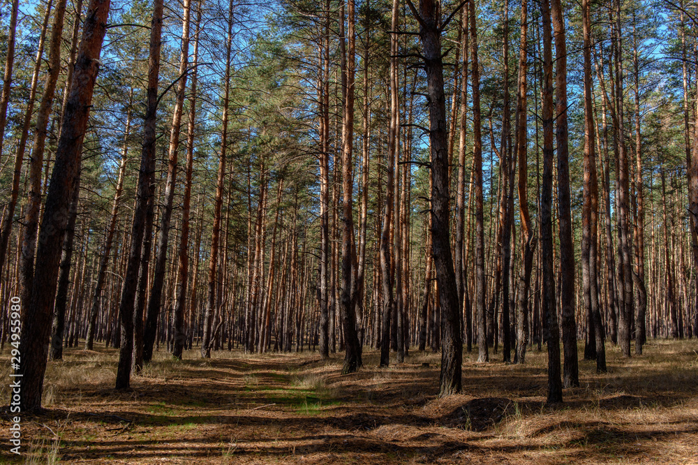 autumn forest on a sunny day autumn forest on a sunny day
