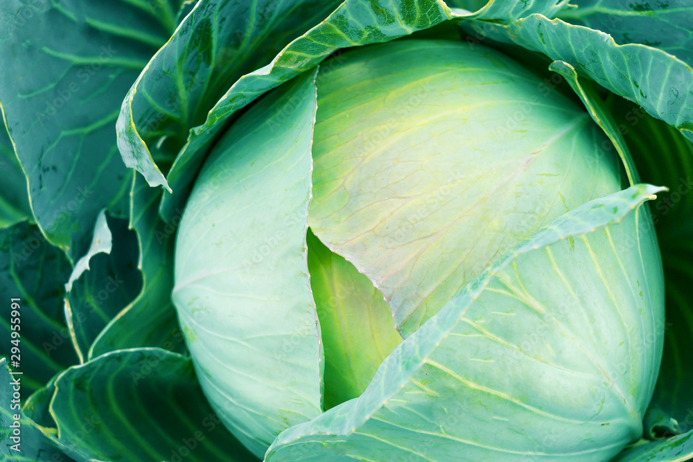 Obraz premium Head of fresh cabbage with a lot of leaves.