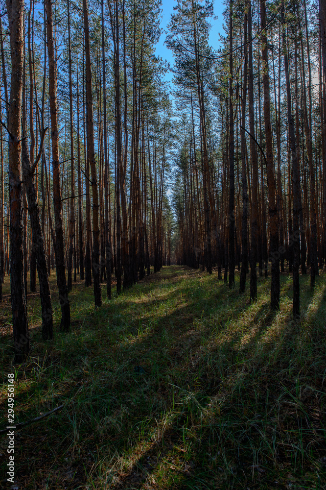Fototapeta premium autumn forest on a sunny day