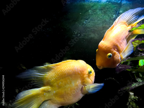 Red Parrot Cichlid fishes in aquarium. Orange Parrot fish on background blue water and green seaweed.
