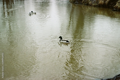ducks in the pond in the park. film photography