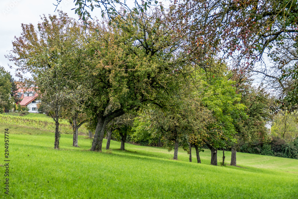 Baumgrundstück am Ortsrand