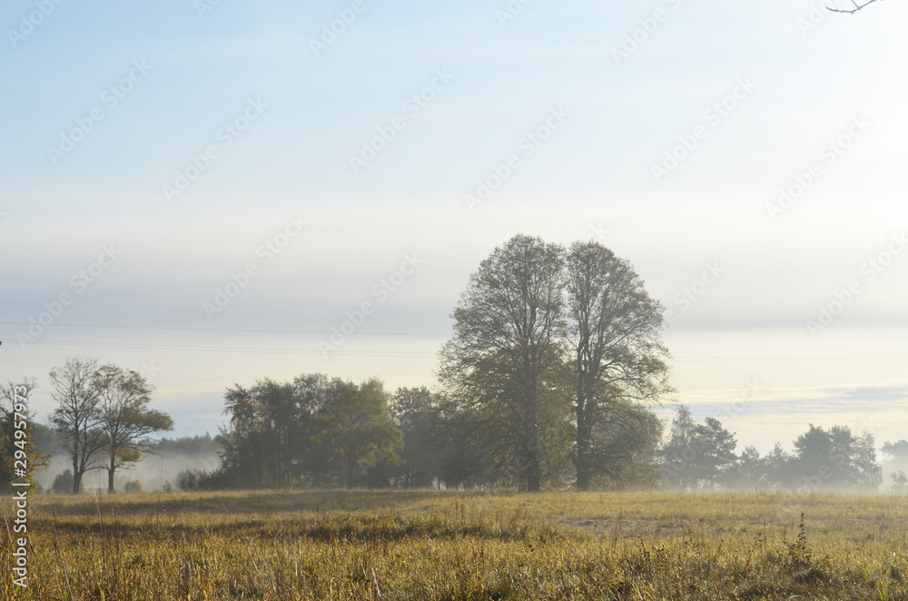 Obraz premium Foggy autumn morning, beautiful landscape with field, trees and sky