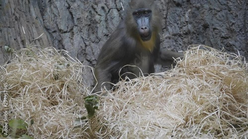 A monkey on the epic pose of solving his problems. photo