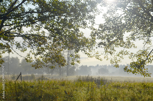 Foggy landscape through the branches of trees. Autumn nature