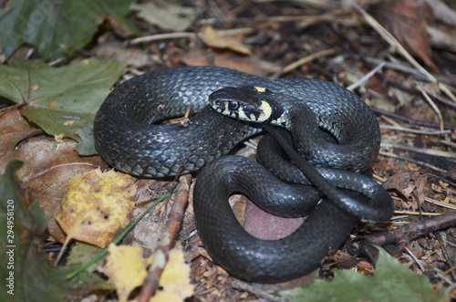 Black grass snake in autumn forest