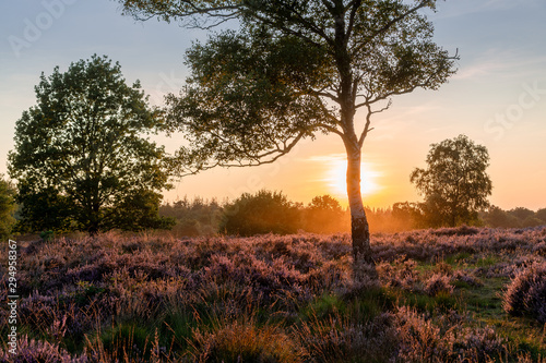 Birch silhouette between Heather at sunset near the city of Ermelo, NLD photo