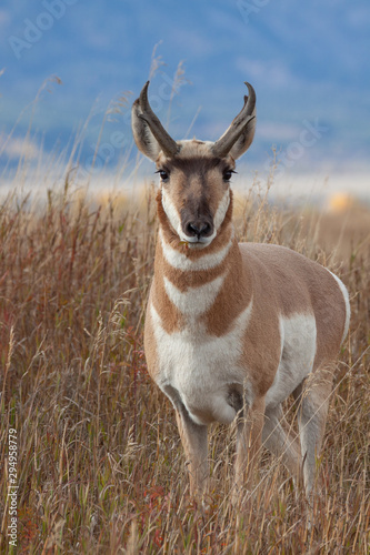 Pronghorn Antelope Buck in Autumn photo