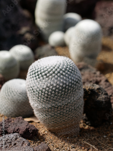 Epithelantha horizonthalonius commonly known as Button Cactus photo