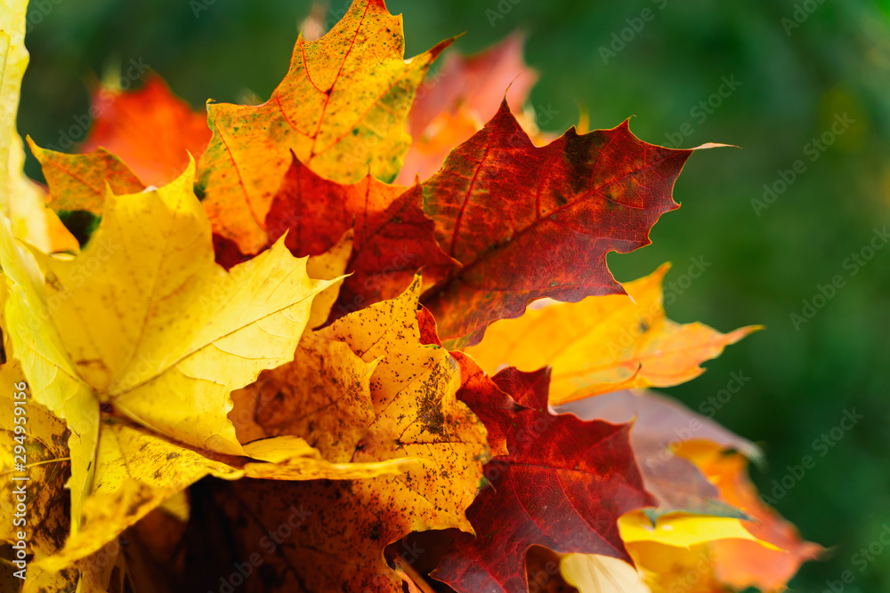 Bright bouquet of autumn colorful maple leaves close-up. Concept of Autumn coming. Modern background, wallpaper or banner design