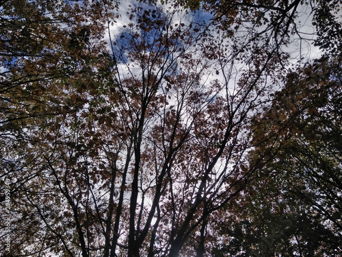 Ramas de árboles con hojas y el cielo de fondo