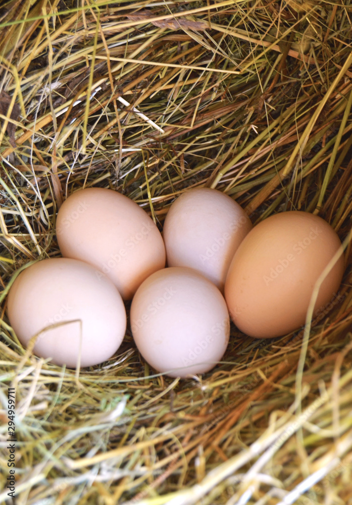 eggs in nest eggs in nest