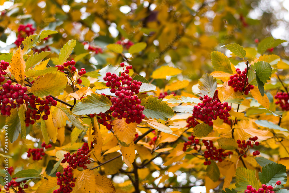 Bright colors of glod in the fall Bright colors of glod in the fall
