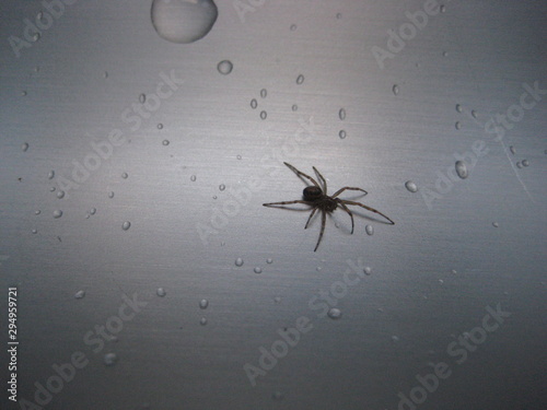 Araña avanzando entre gotas de agua en un fregadero de acero inoxidable photo