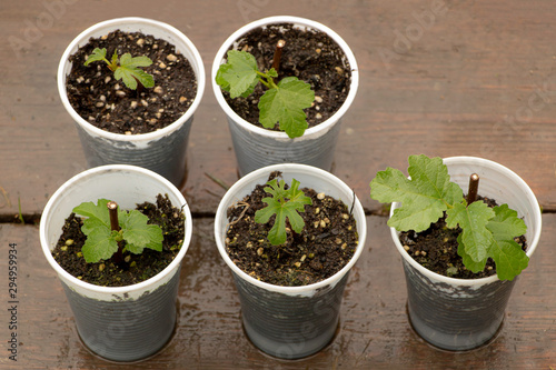 Fig tree seedlings planted in the small pots