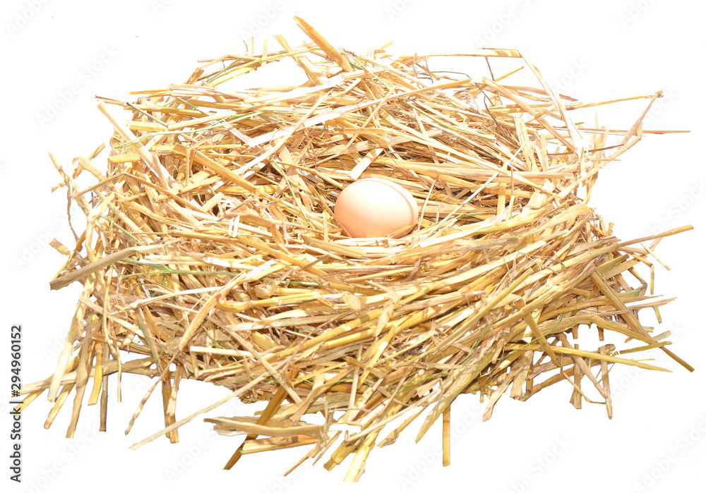 golden egg in nest golden egg in nest