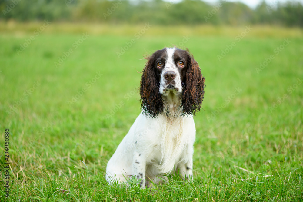 The beautiful male spaniel is sitting in the field in rural.