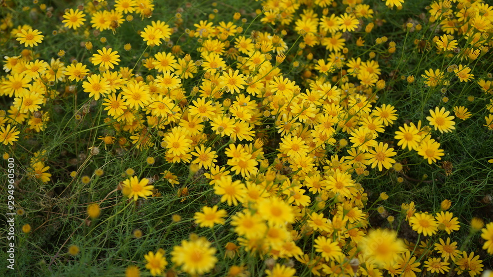 Obraz premium flower, yellow, field, nature, spring, plant, flowers, agriculture, green, blossom, summer, meadow, bloom, beauty, color, rapeseed, flora, garden, beautiful, farm, floral, grass, canola, oilseed, rura