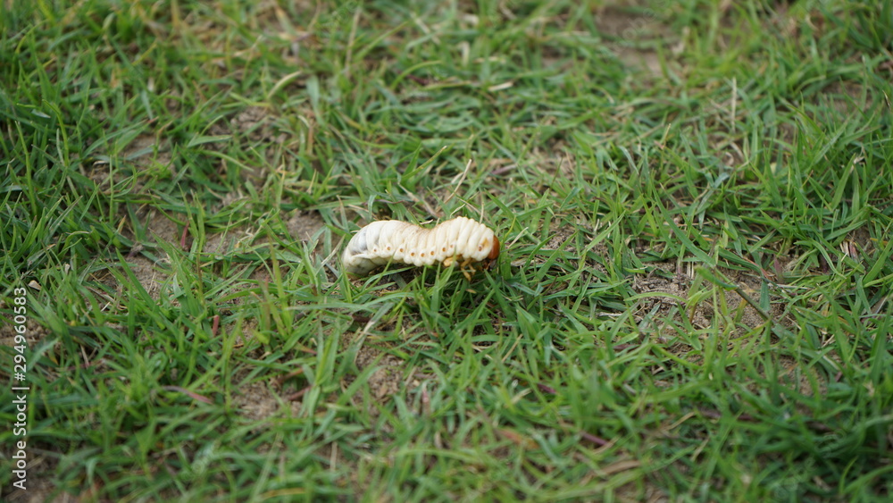Fototapeta premium grass, nature, green, macro, spring, field, insect, garden,closeup, meadow, summer, natural, color, wild