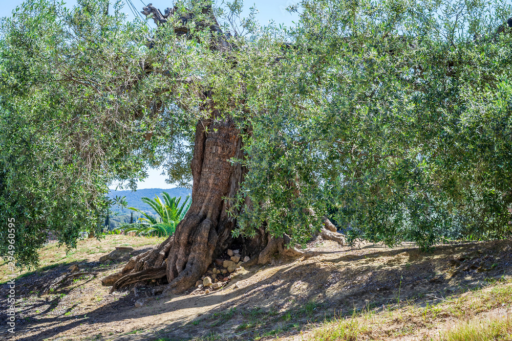 Big old olive tree in the field.