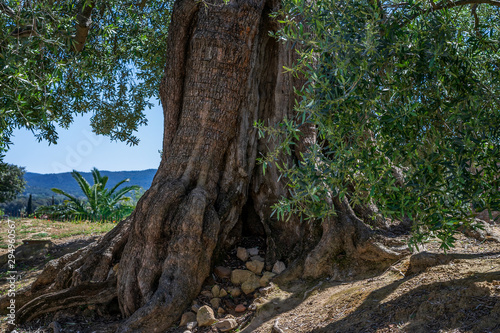 The trunk of old olive tree.
